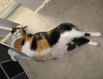 tickles sideways